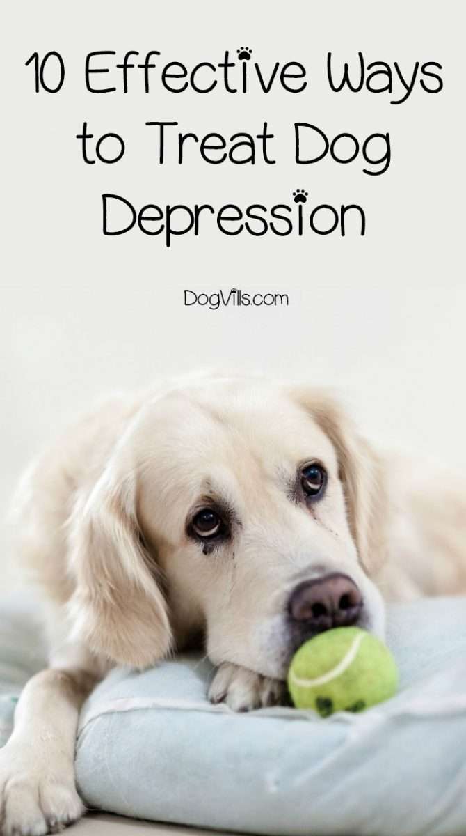 10 Effective Ways to Treat Dog Depression