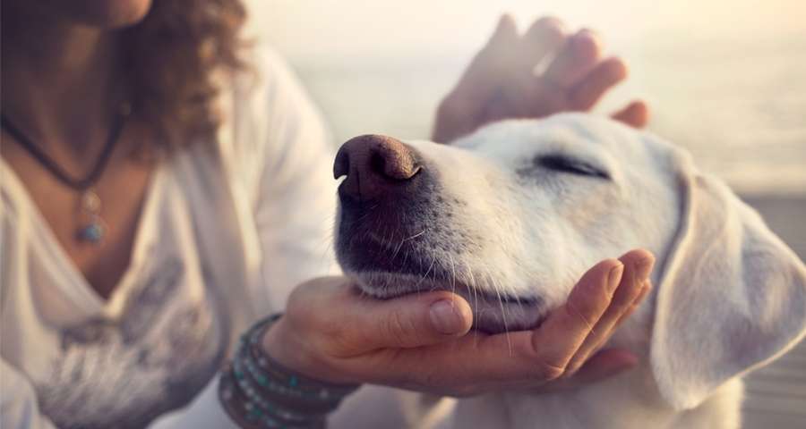 6 Ways to Cure Dog Depression