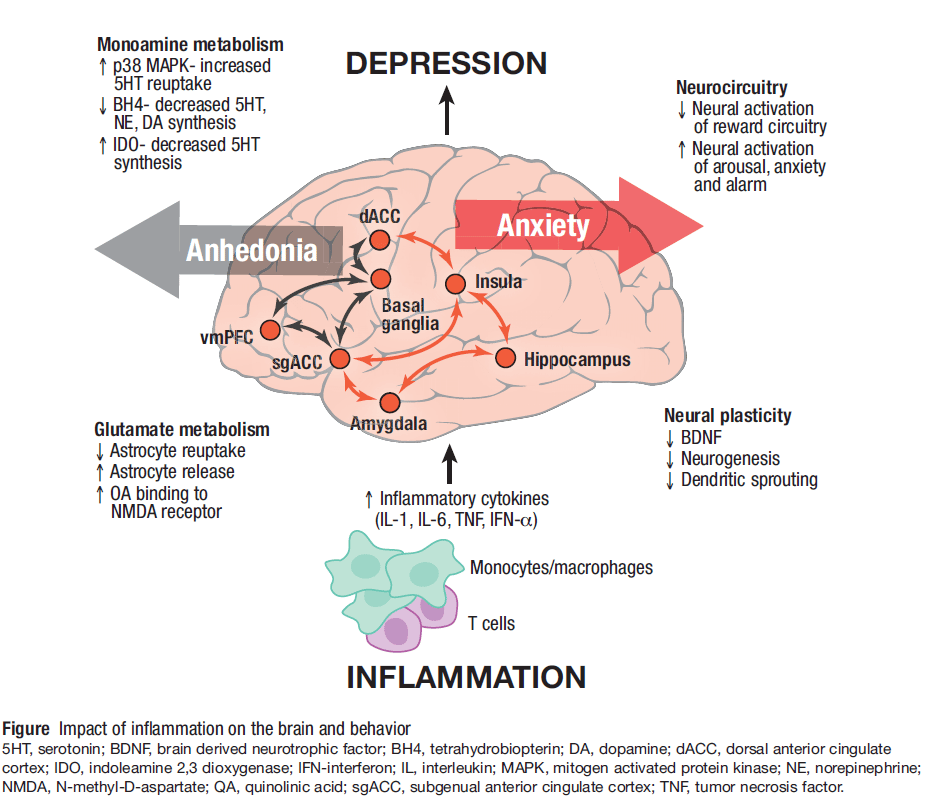 Depression Brain