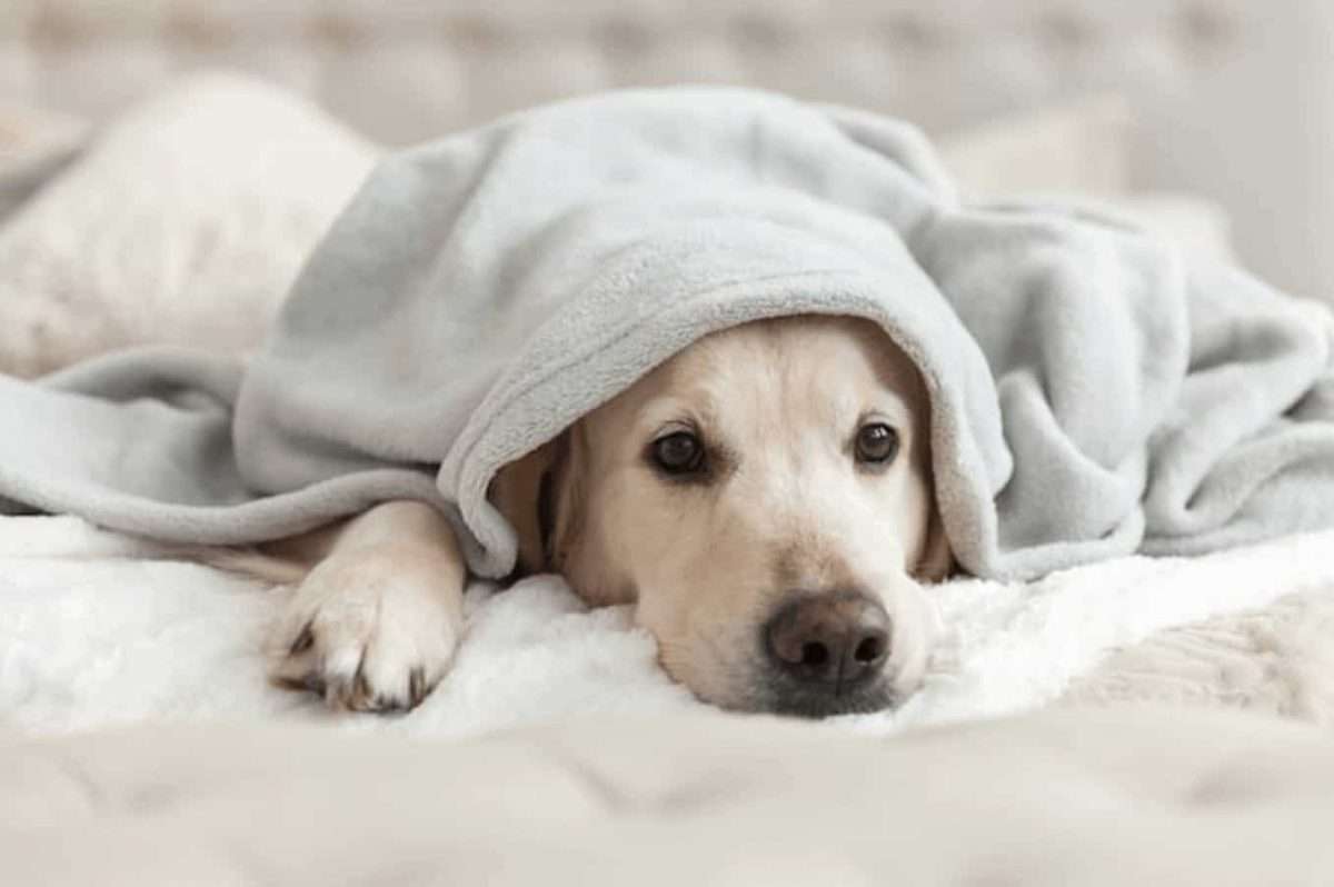 How Do I Know if My Dog is Sad &  Depressed? â Dogdorable