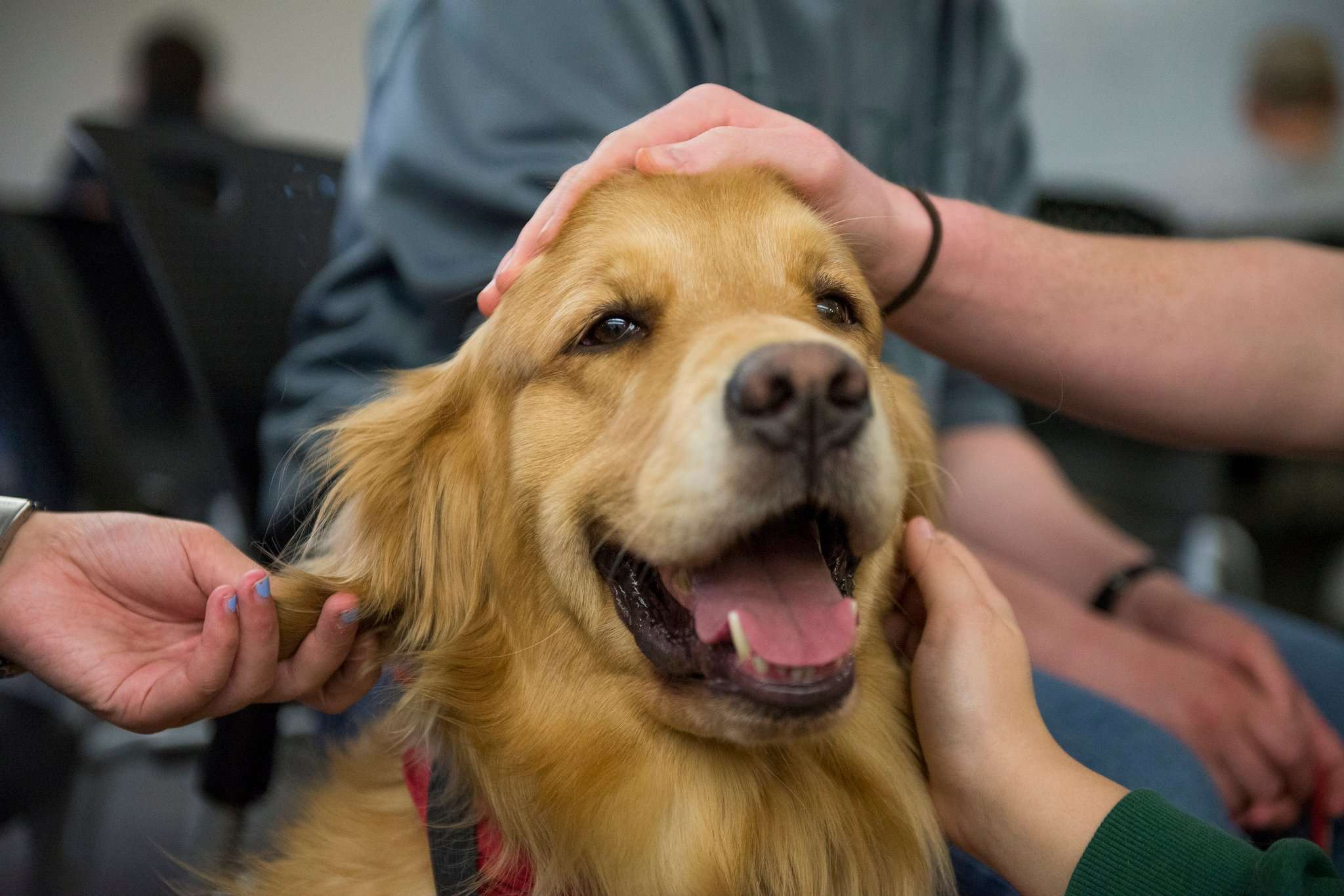 How Service Dogs Help Treat Depression &  Anxiety