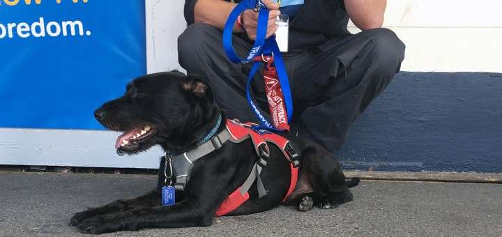 How To Apply For The Ptsd Assistance Dog Programme