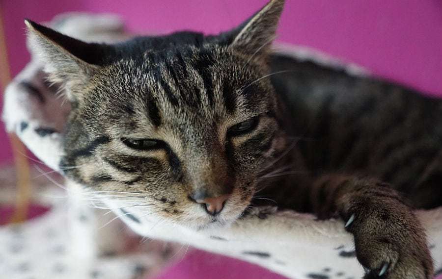 How To Tell If Your Cat Is Sick Or Depressed