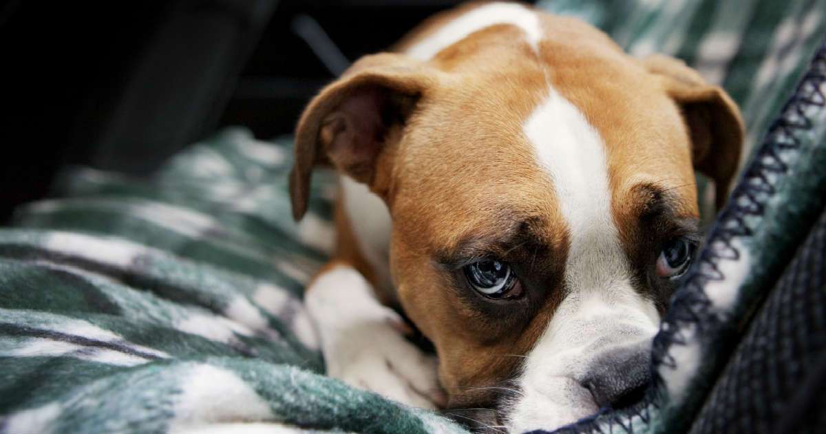 How to tell if your dog is depressed