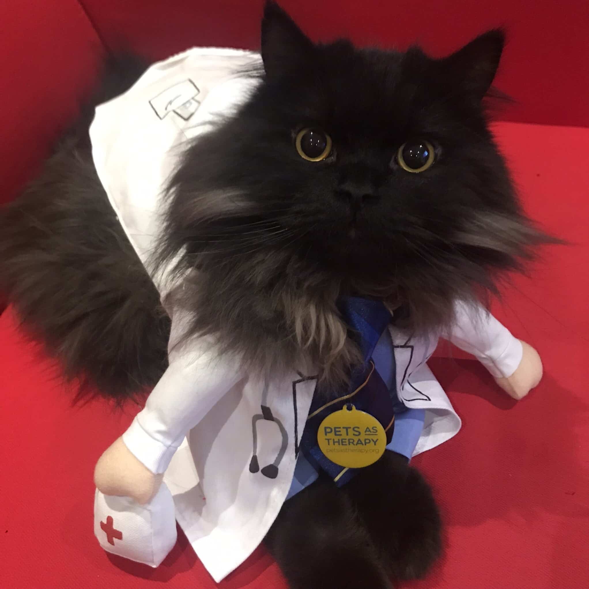 Meet London the Pets as Therapy Cat