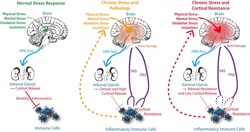 Role of stress induced activation of HPA axis, cortisol ...