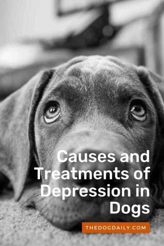 What Causes Depression in Dogs and How to Treat It
